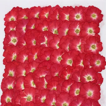 250pcs Préselt, Szárított Kínai Vörös Rózsa, Virág, Növények Herbárium Ékszerek Könyvjelző Scrapbook Telefon Esetében Lámpaernyő Képeslap DIY